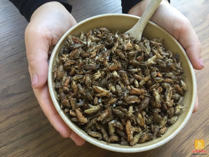 卡塔尔宣布禁止食用昆虫，称其不是清真食品