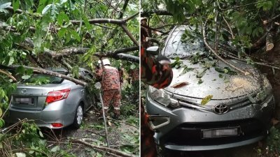 大树倒下压车被困　女教师受惊获救