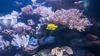 自然资源部加强珊瑚礁生态系统保护修复