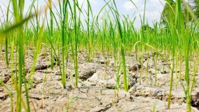 厄尔尼诺现象影响新季作物　稻农友好会：一些地区因缺水地裂
