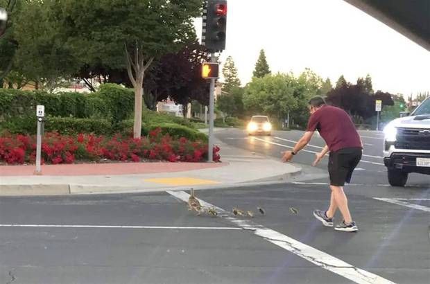 美国加州男子下车帮鸭子过马路，被汽车撞飞身亡，市民摆鲜花和橡皮鸭纪念