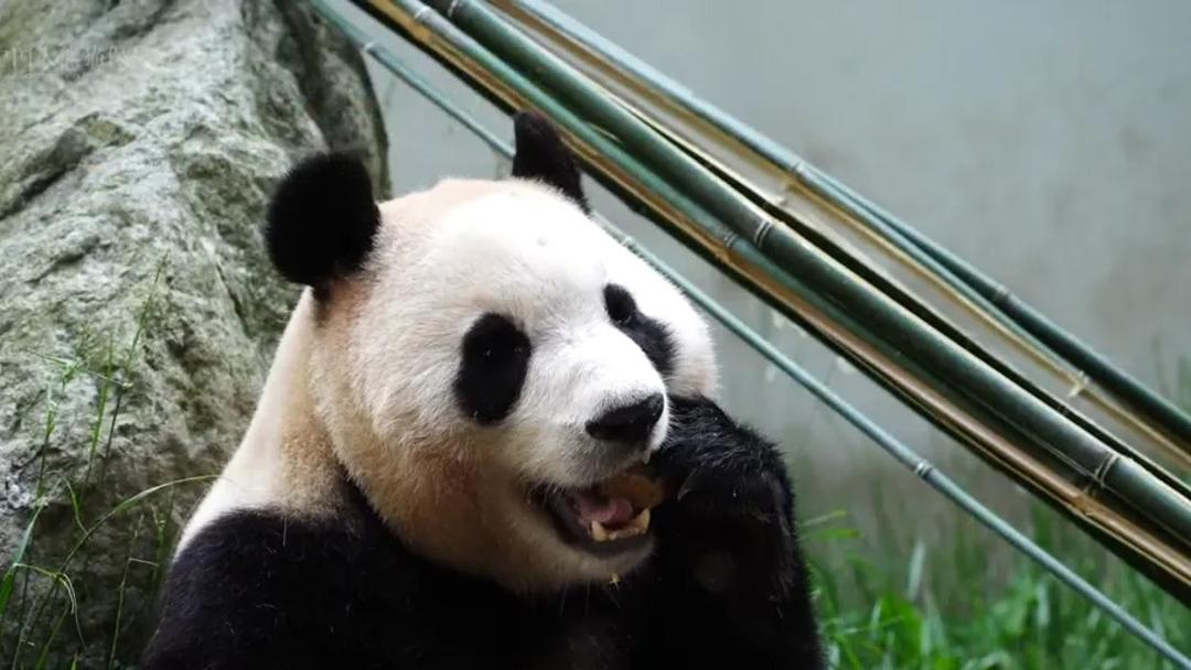 大熊猫“福宝”将在6月12日与公众见面