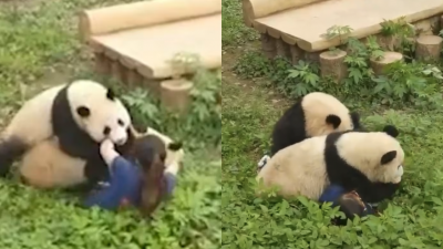 网红大熊猫突扑倒压住保育员　同事急忙助脱困