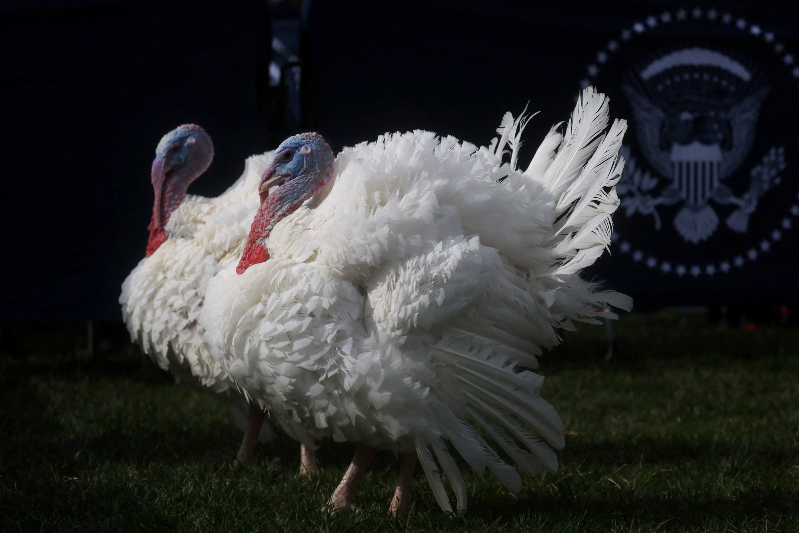 美国总统拜登当地时间周一“赦免”的2只感恩节幸运火鸡“自由”和“铃铛”。（图取自路透社）
